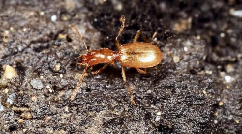 Geotrechus andreae